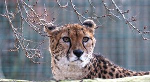 Noví gepardi v Plzni: Proč jsou tak maličcí?