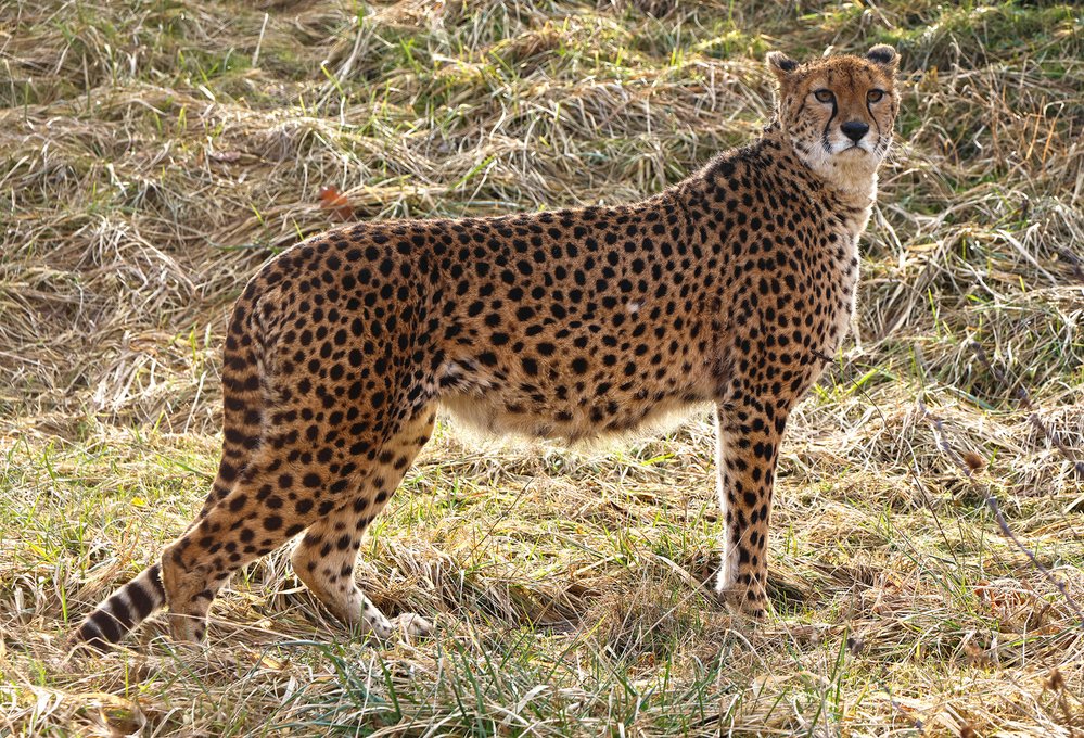 Gepard súdánský je nejmenší a nejdrobnější z gepardů