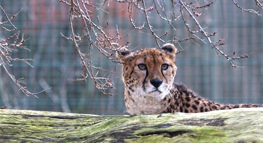 Dvě gepardí samice se narodily ve francouzské zoo La Palmyre