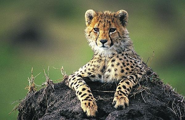 Věděli jste, že gepardi mají tak ohebnou páteř, že připomíná pružinu?