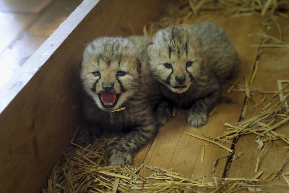 Zasloužilé gepardí mámě se narodila dvě koťátka.