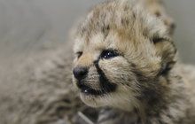 Chovatelský úspěch v Safari Parku Dvůr Králové: Gepardí čtyřčata!