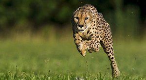 Nejrychlejší gepard na světě 