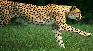 Posledních 50 sprinterů: Gepard indický v ohrožení