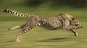 Gepardí ucho: Tajemství nejrychlejší kočky