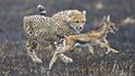 Nejrychlejším suchozemským zvířetem je gepard: Na krátkou vzdálenost dokáže vyvinout rychlost až 104 km/hod