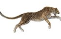 Nejrychlejším suchozemským zvířetem je gepard: Na krátkou vzdálenost dokáže vyvinout rychlost až 104 km/hod