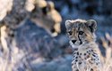 Afričtí gepardi mají mnoho nepřátel a většina mláďat se nedožije dospělosti