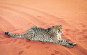 Gepard kapský v dunách Namibské pouště