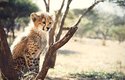 Gepardům skvrny nezmizí ani v dospělosti