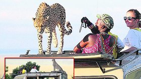 V keňském národním parku se postaral o překvapení turistů gepard