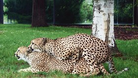 Nezkušený gepard Fred dostal od Karen školu lásky