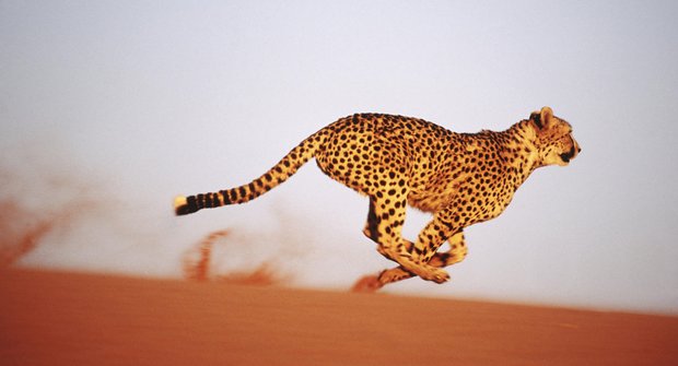 Slabý gepard zdrhá: Sprinter savany není žádný velký silák