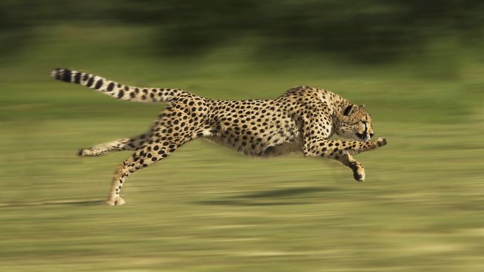 Na krátkou vzdálenost dokáže gepard vyvinout rychlost až 104 km/hod