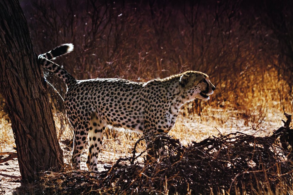 Gepardí samec si vyznačuje teritorium pachovými stopami