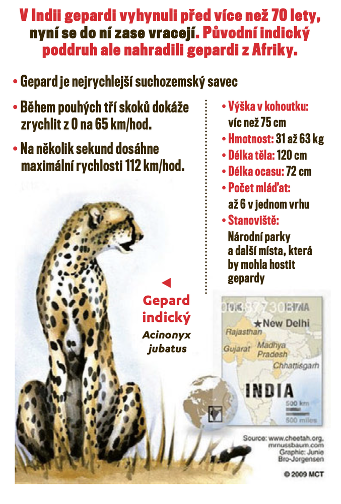 Gepardi v Indii