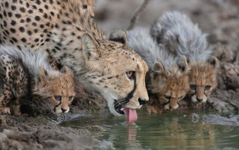 Gepardí maminka hlídá, aby se malým něco nestalo.