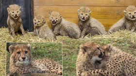 Gepardí mláďata pořádně vyrostla.