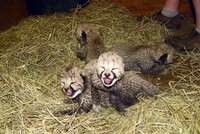 Gepardí mláďata se poprvé ukázala