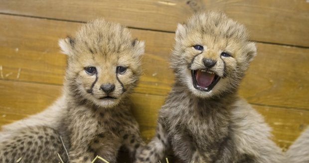 V ZOO Praha se v květnu narodila gepardí mláďata.