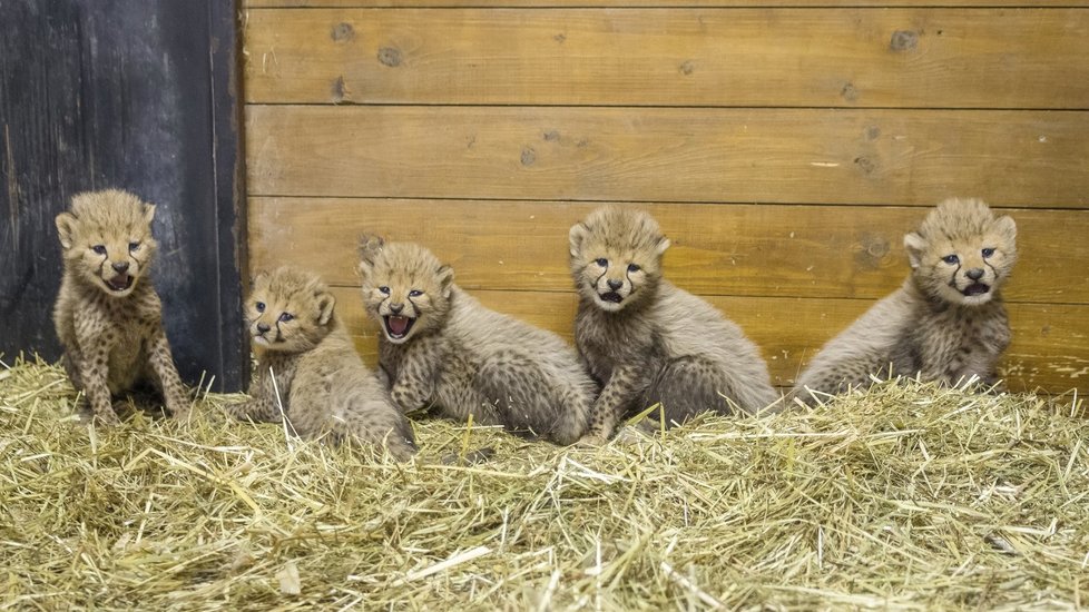 V Zoo Praha se v květnu narodila gepardí mláďata.