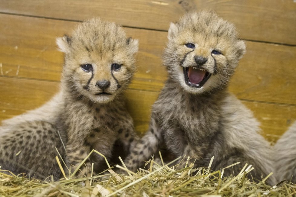 V Zoo Praha se v květnu narodila gepardí mláďata.