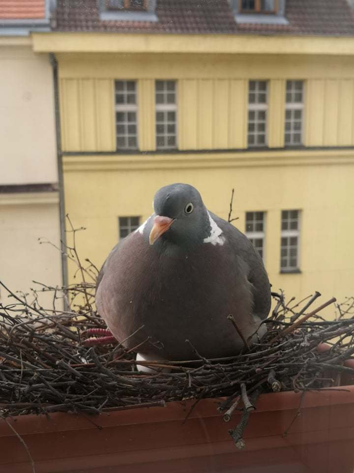 Holubí celebrita Gertruda se usídlila na letenském parapetu Matěje Dvořáka