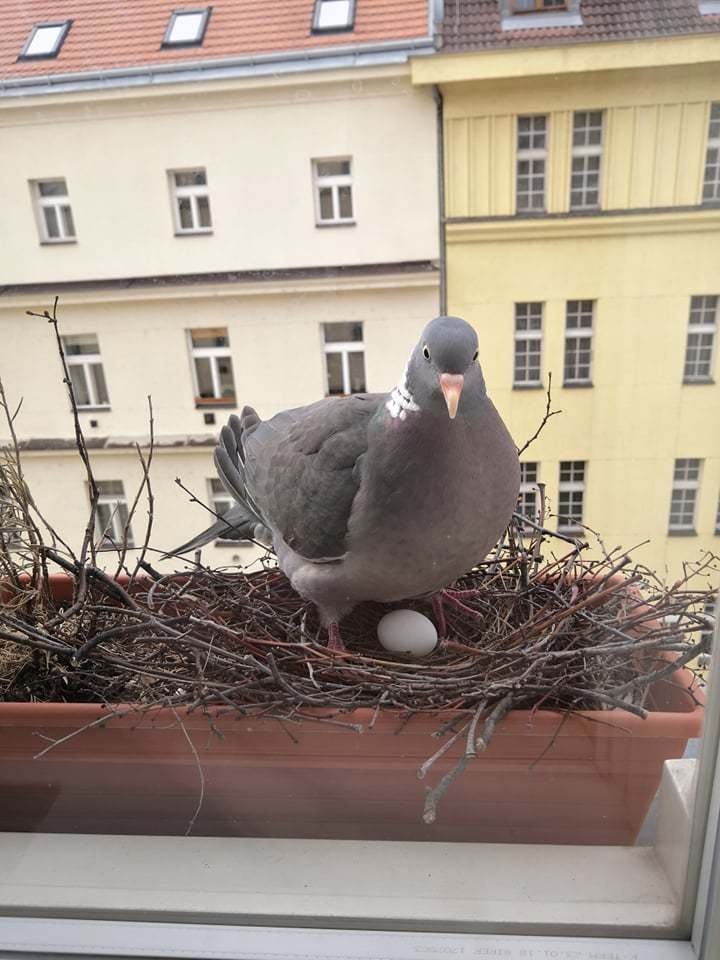 Holubí celebrita Gertruda se usídlila na letenském parapetu Matěje Dvořáka