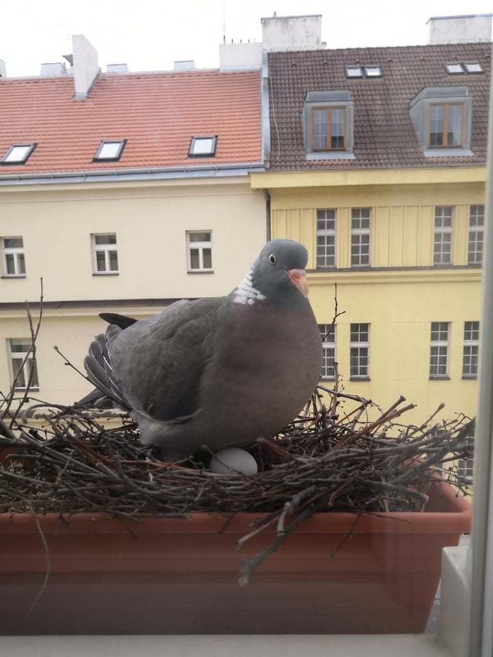 Holubí celebrita Gertruda se usídlila na letenském parapetu Matěje Dvořáka