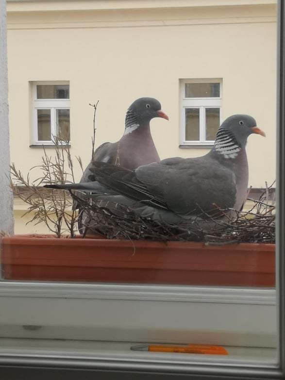 Holubí celebrita Gertruda se usídlila na letenském parapetu Matěje Dvořáka