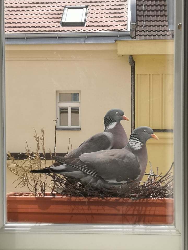 Holubí celebrita Gertruda se usídlila na letenském parapetu Matěje Dvořáka