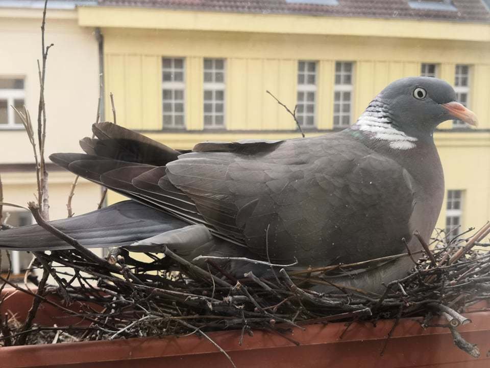 Holubí celebrita Gertruda se usídlila na letenském parapetu Matěje Dvořáka