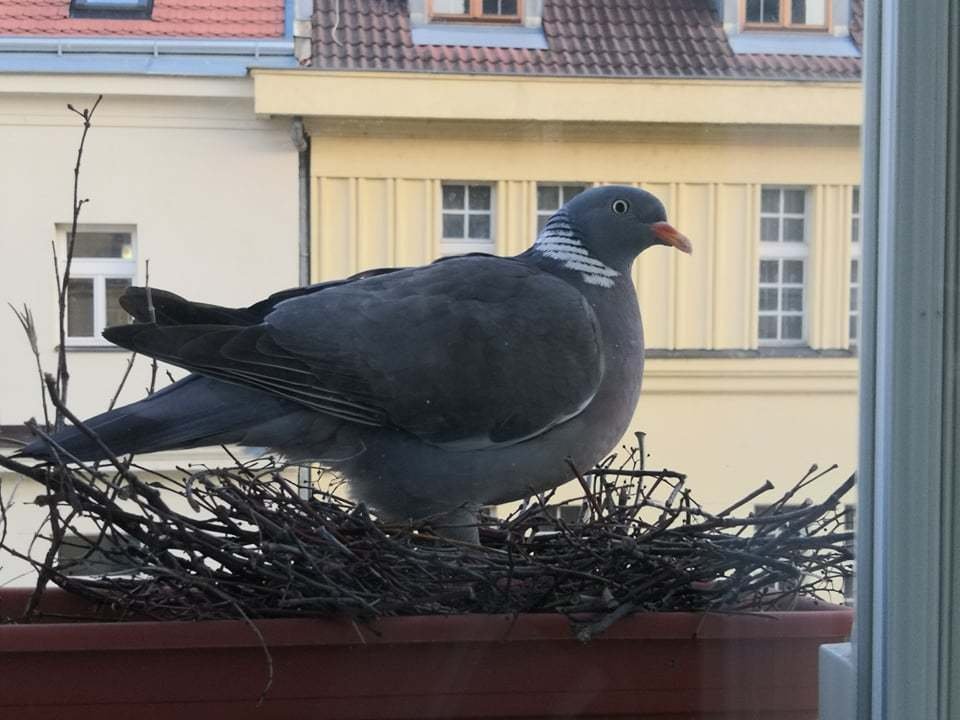 Holubí celebrita Gertruda se usídlila na letenském parapetu Matěje Dvořáka