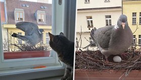 Holubí celebrita Gertruda se usídlila na letenském parapetu Matěje Dvořáka