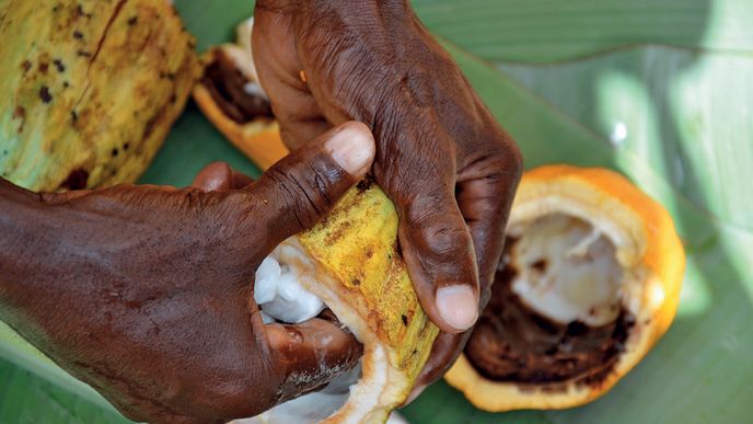 Pěstováním kakaa se zabývá až milion farmářů.