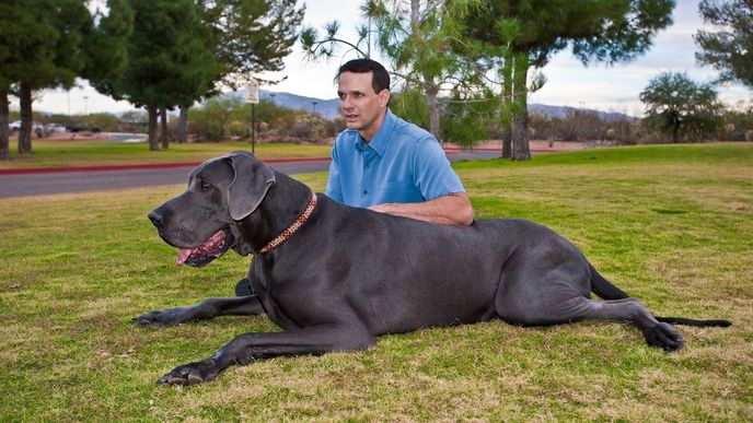 V Arizonském Tusconu zemřel největší pes světa všech dob. Anglická doga jménem Giant   George měřila v kohoutku 109 centimetrů a vážila 111 kilogramů.