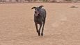 V Arizonském Tusconu zemřel největší pes světa všech dob. Anglická doga jménem Giant   George měřila v kohoutku 109 centimetrů a vážila 111 kilogramů.