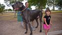 V Arizonském Tusconu zemřel největší pes světa všech dob. Anglická doga jménem Giant   George měřila v kohoutku 109 centimetrů a vážila 111 kilogramů.