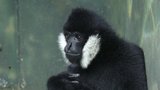 V čínském hrobě našli vědci lebku vyhynulé opice: Druh gibona žil před 2000 lety, vyhubili ho lidé