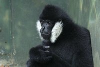 V čínském hrobě našli vědci lebku vyhynulé opice: Druh gibona žil před 2000 lety, vyhubili ho lidé