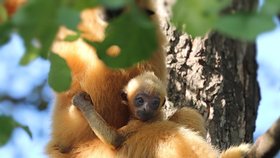 Zoo Plzeň: Samice gibona bělolícího s mládětem.