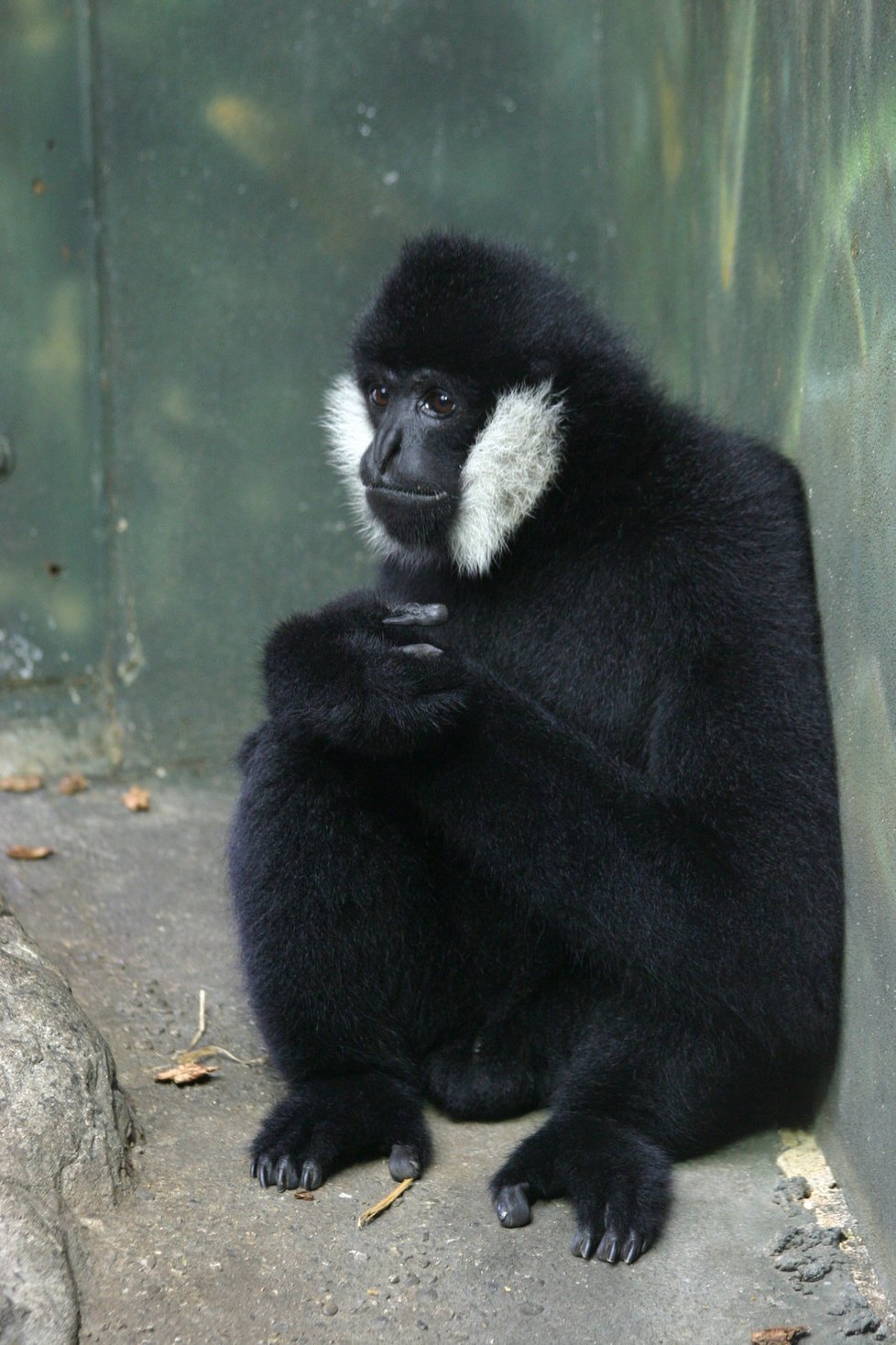 Ostravská zoo chystá nové výběhy. Dočká se i gibon bělolící.