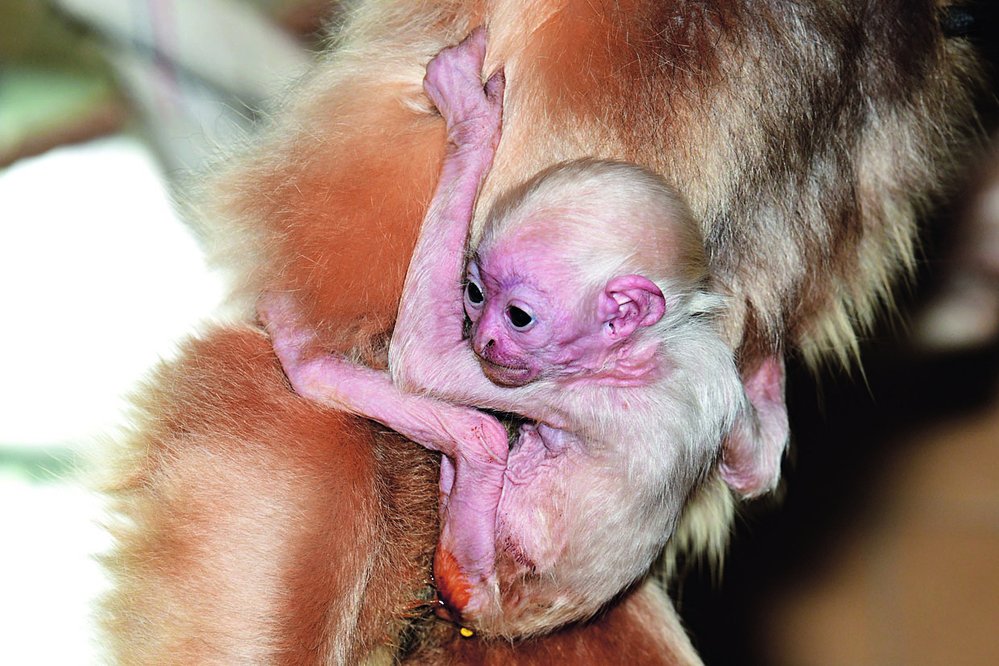 Vyhynutím ohrožení giboni zlatolící (Nomascus gabriellae) nadělili olomoucké zoo vánoční dárek