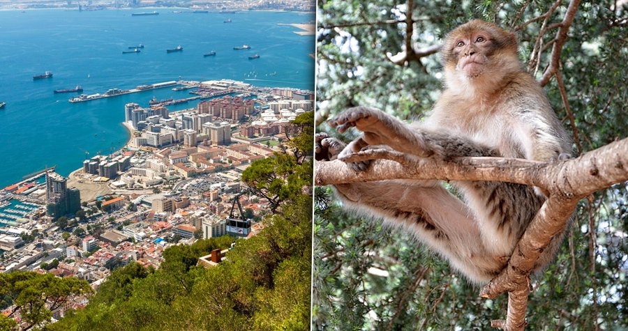 Skutečnými vládci Gibraltaru nejsou Britové ani Španělé, nýbrž makakové!