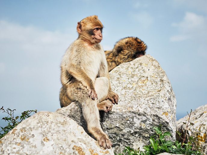 Magoti bezocasí téměř vyhynuli, dnes už je jich opět zhruba 200 jedinců Magoti bezocasí téměř vyhynuli, dnes už je jich opět zhruba 200 jedinců