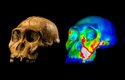 Lebka druhu Australopithecus sediba a její biomechanický model, který ukazuje tlaky působící na lebku při kousání. Nejvíce zatížená byla červeně vyznačená místa