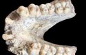 Kromě zubů se z gigantopitéků našlo jen pár čelistí