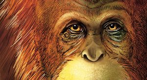 Přerostlá gorila, orangutan, nebo dokonce pračlověk? Největší a nejtajemnější lidoop