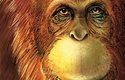 Moderní rekonstrukce gigantopitéka, která vychází z jeho příbuznosti s orangutany