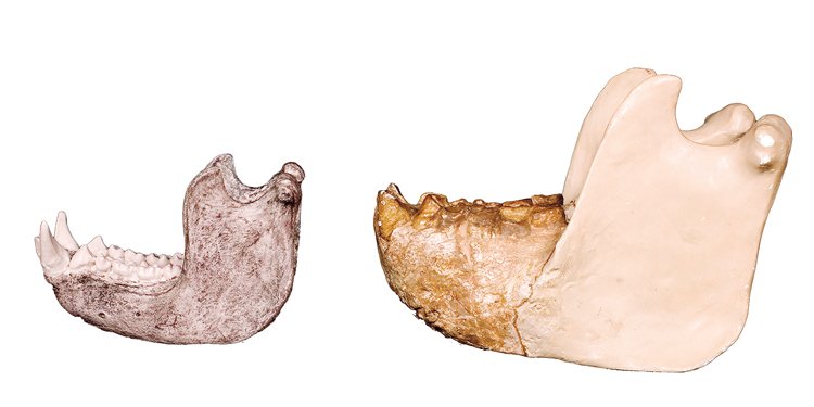 Srovnání velikosti čelistí gorily (vlevo) a gigantopitéka (vpravo)